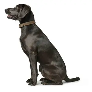 Coleira cão Hunter Hunting image-2
