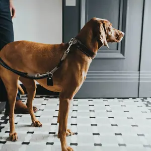 Trela de cão Hunter Round & Soft Hunting image-1