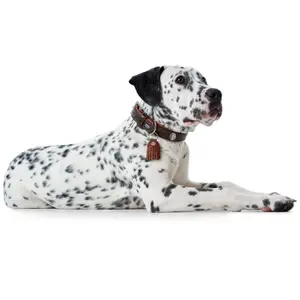 Coleira cão Hunter Cody image-4