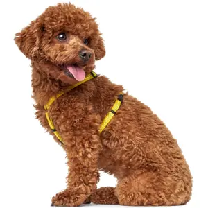 Hundsele Hunter Tripoli image-1