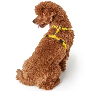 Hundsele Hunter Tripoli image-2