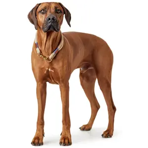 Coleira cão Hunter Sansibar Rantum image-2