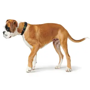 Coleira cão Hunter VB image-2