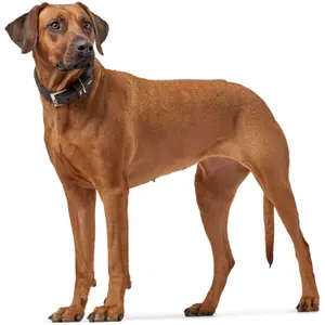 Coleira cão Hunter Larvik image-2