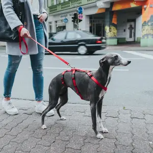 Arreios para cães Hunter Safety VR image-1