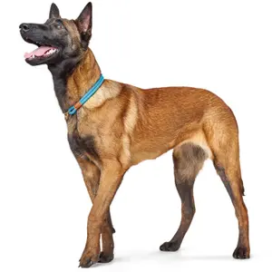 Hundhalsband Hunter Oss image-2
