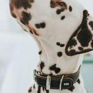 Coleira cão Hunter Aalborg Special image-2