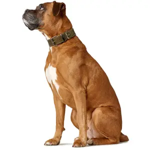 Collar para perro Hunter Aalborg Special image-2