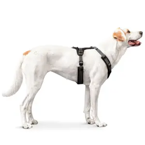 Hundsele Hunter Maldon image-1