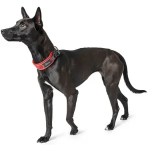 Hundhalsband Hunter Divo image-3