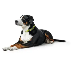 Hundhalsband Hunter London Vario Plus image-3