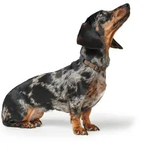 Hundhalsband Hunter London Vario Basic image-3
