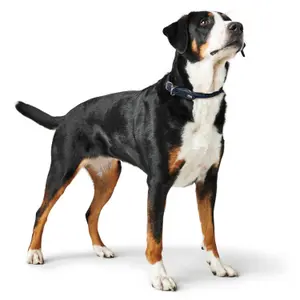 Hundehalsband Hunter R&S image-2