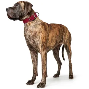 Collier pour chien Hunter Aalborg Special image-2