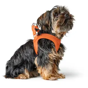 Hundsele Hunter Hilo image-2