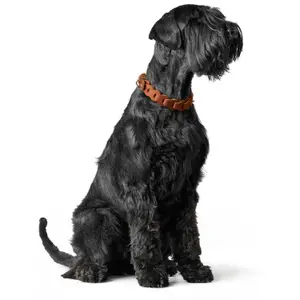 Collier pour chien Hunter solide Education Chain image-3