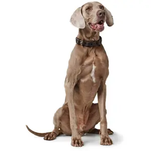 Coleira cão Hunter solide Education Chain image-3