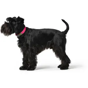 Coleira cão Hunter Convenience image-2