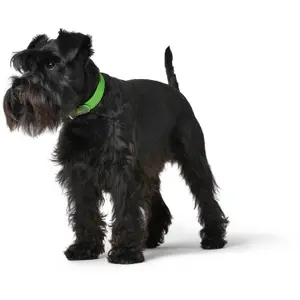 Coleira cão Hunter Convenience image-2