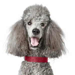 Coleira cão Hunter Aalborg Soul image-3