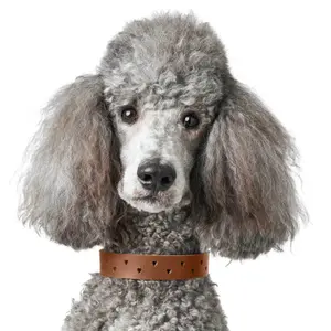 Collar para perro Hunter Aalborg Soul image-3