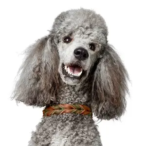 Hundhalsband Hunter Solid Education Duo image-3