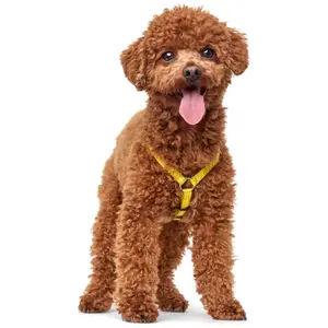 Hundsele Hunter Tripoli image-3