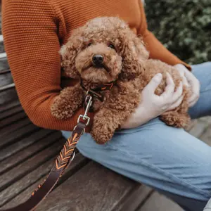 Adjustable rope dog leash Hunter Solid Education image-4