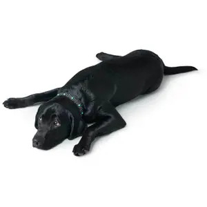 Hundhalsband Hunter Madona image-4