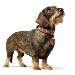 Dachshund halsband Hunter München image-3