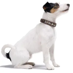 Coleira cão Hunter Arizona Up image-3