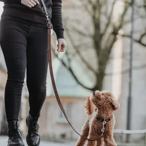 Dog leash Hunter Aalborg image-2