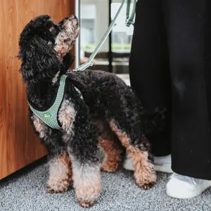 Hundlina Hunter Hilo image-4