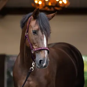Halter for horse HV Polo Nena image-1