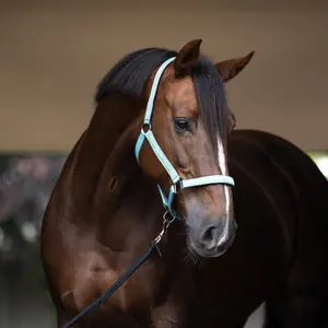 Halter for horse HV Polo Nena image-1