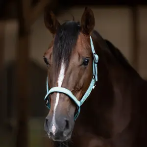 Halter for horse HV Polo Nena image-2