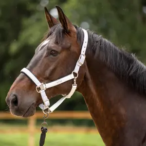 Halter for horse HV Polo Skye image-1