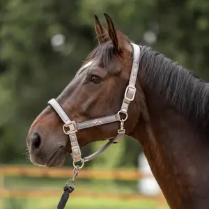 Ohlávka pro koně HV Polo Skye image-1