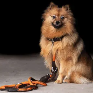 Κολάρο για σκύλο HV Polo Franka Rope image-1