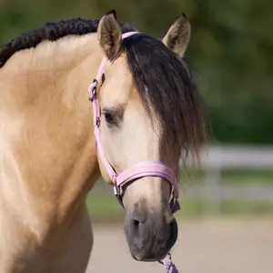 Halter for horse Imperial Riding Sparkle image-1