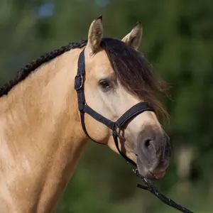 Halter for horse Imperial Riding Sparkle image-1