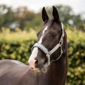 Halter for horse Imperial Riding Lovely image-1
