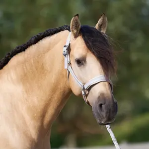 Halter for horse Imperial Riding Sparkle image-1