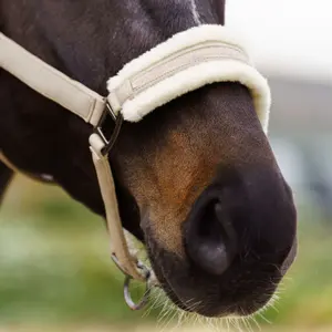 Halter for horse Imperial Riding Jewel image-2