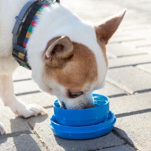 Einziehbare Hundeleine 6 in 1 InnovaGoods Compet image-1