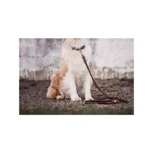 Laisse pour chien Jacson Alba image-3