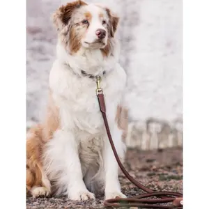 Laisse pour chien Jacson Alba image-4