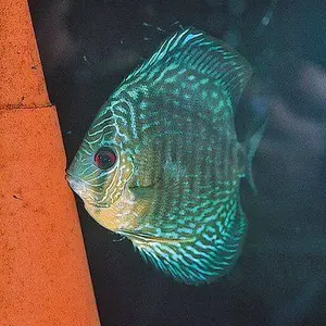 Toebehoren voor jbl discon aquarium  image-1