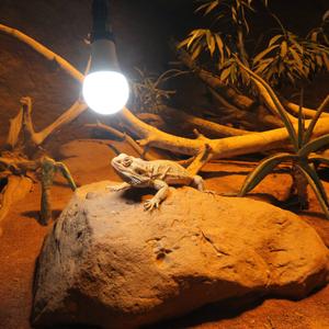 Led bulb jbl reptil  image-2