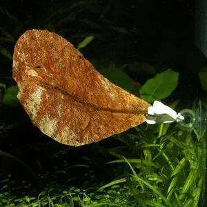 Zubehör für Aquarien JBL (x2) image-2